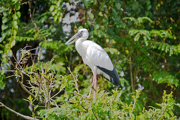 istock Open Billed Stork - A Lone One 530983253