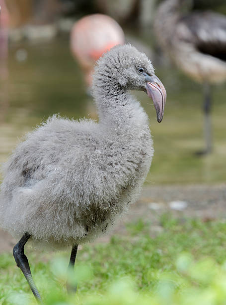 istock Chilean Flamingo Chick in grey down 530983361
