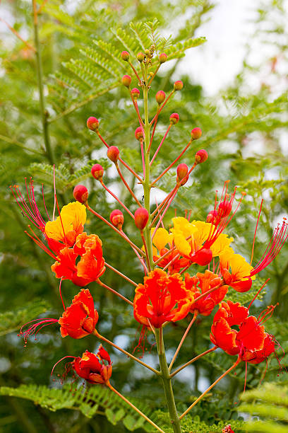 istock Red Bird of Paradise plant 530983479