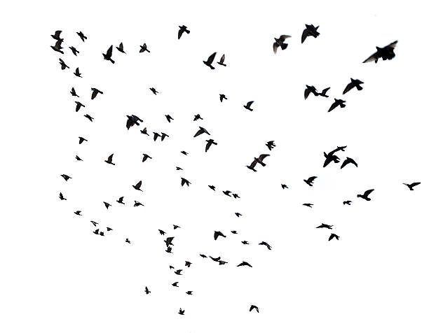 istock Many birds flying in the sky 530983623