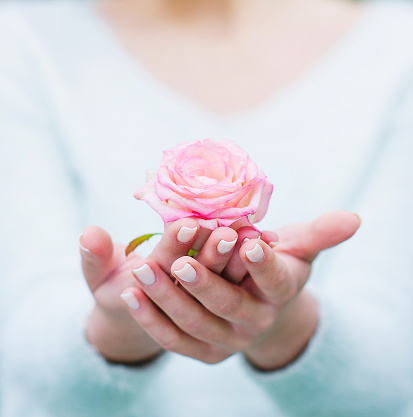 Closeup woman hands with white manicure holding delicate pink rose flower, selective focus