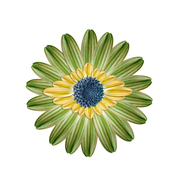 istock Brazil flower flag colours 530983870