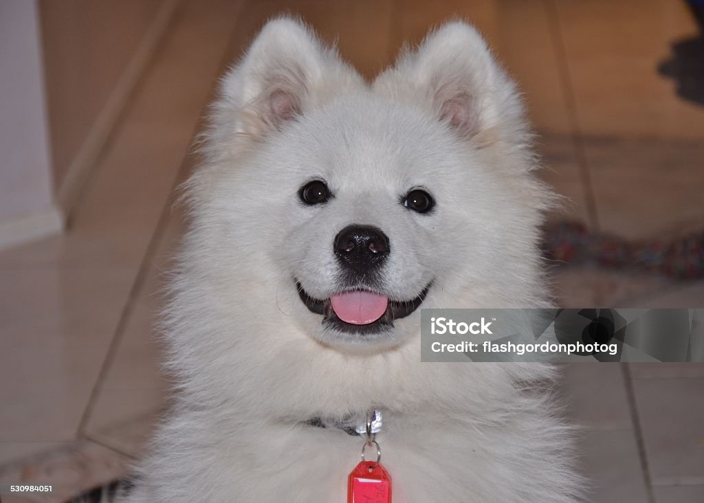 Smiling Samoyed Happy Dog!  2015 Stock Photo