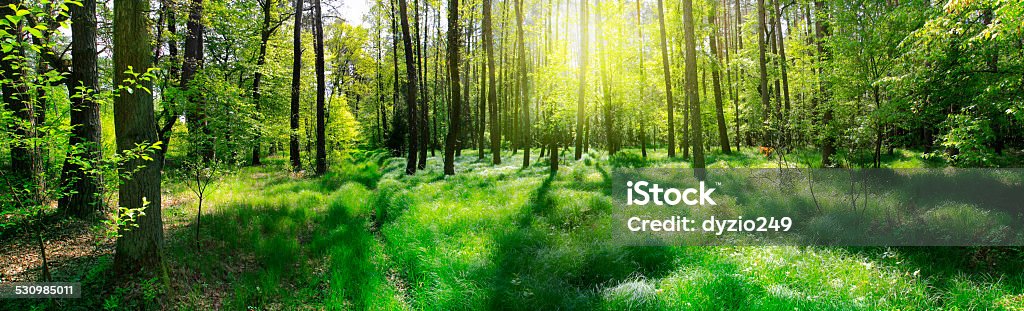 Panoramic image of the forest Panoramic view of the trees in the forest 2015 Stock Photo