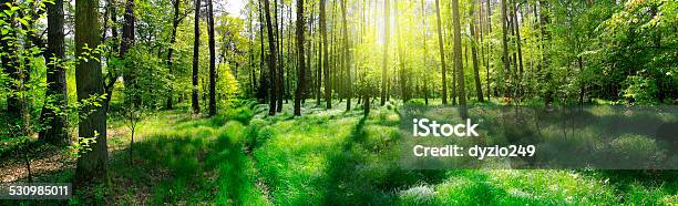 Panoramic Image Of The Forest Stock Photo - Download Image Now - 2015, Beauty, Beauty In Nature