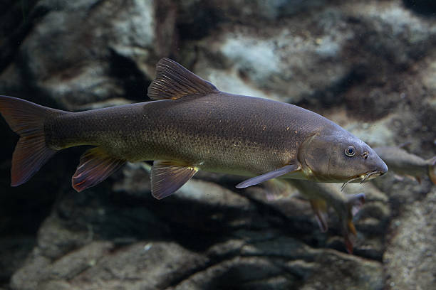 istock Closeup of catfish 530985047