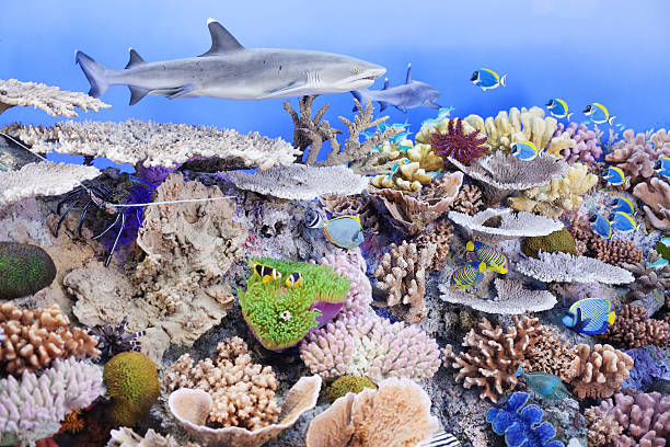 istock shark and fish with dummy corals 530985051