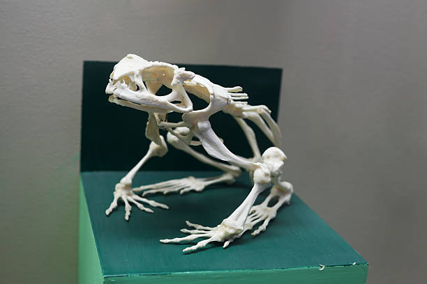 frog skeleton stock photo