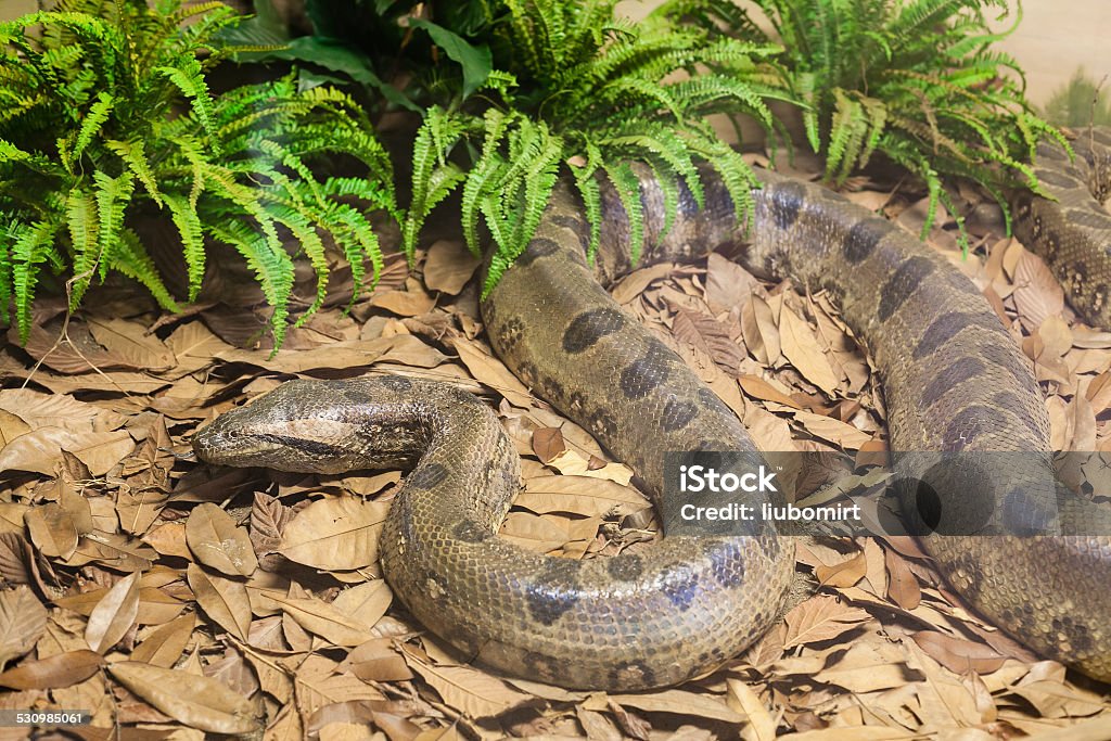 Brown In Python Brown Python Snake Stock Photo - Download Image Now - 2015, Animal ...