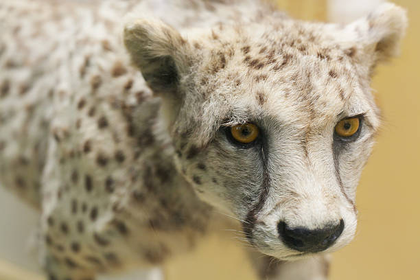 cheetah Closeup portrait of stuffed cheetah with selective focus taxidermy cat stock pictures, royalty-free photos & images