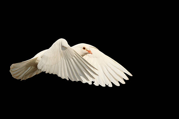 istock White dove fly with the wind isolated on black 530985136