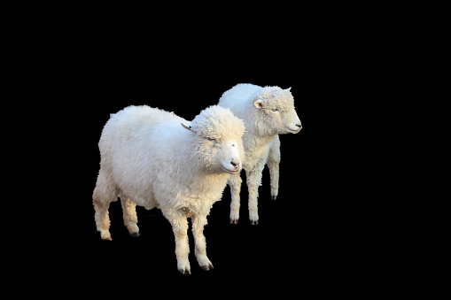 Two Sheeps against black background