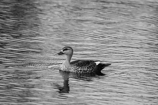 A calm and peacuful Spot billed Duck