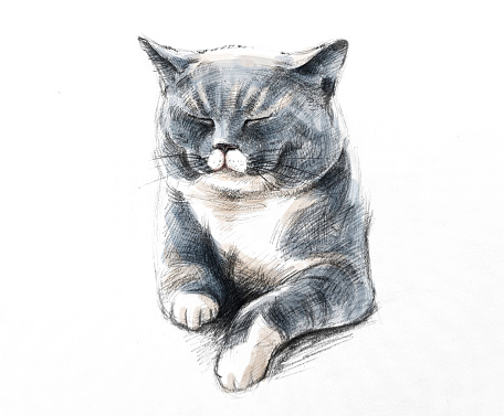 Hand-drawn illustration of a cat
