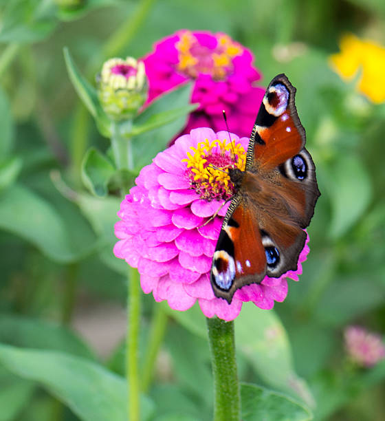 istock Butterfly an a zinnia 530987275