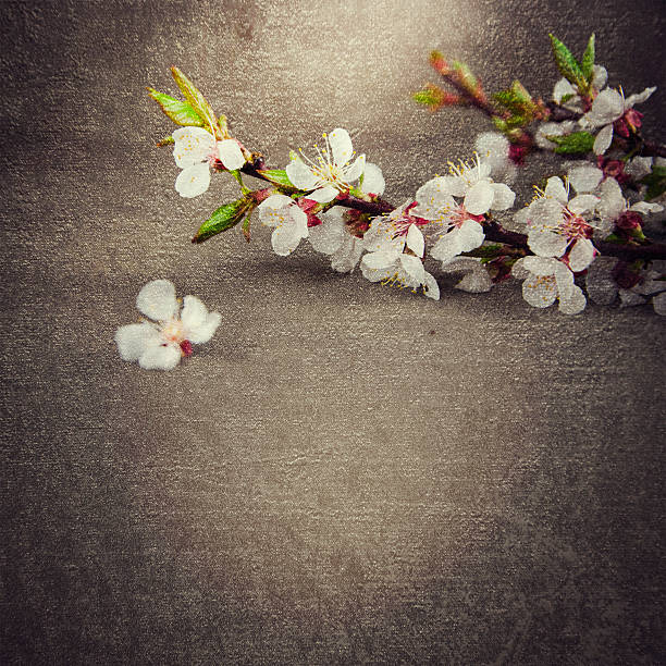 istock Flowering branch of cherry blossoms on background. 530987872