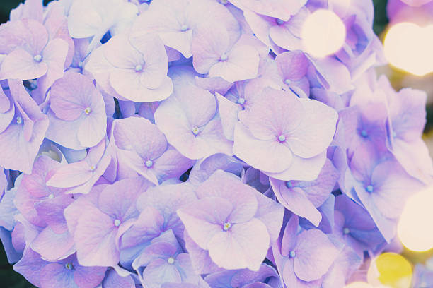 istock blue   hortensia flowers 530988746