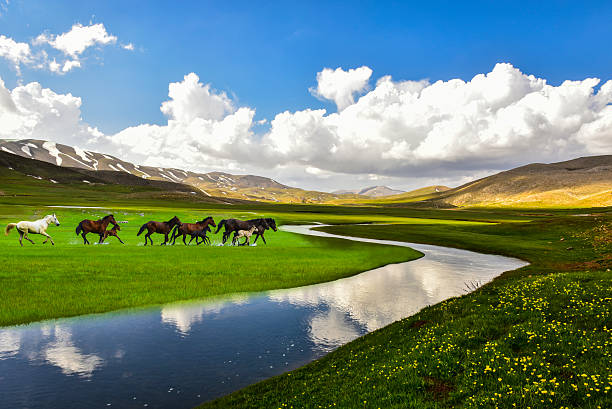 istock wild horses running freely 530989354