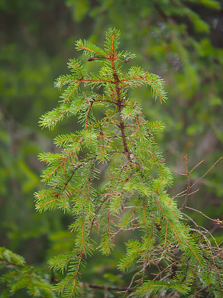 istock spruce branch in the forest 530990298