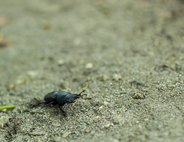 istock Dorcus antaeus, big black beetle in a defensive stance 530991318
