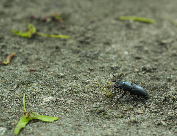istock Dorcus antaeus, big black beetle in a defensive stance 530991426