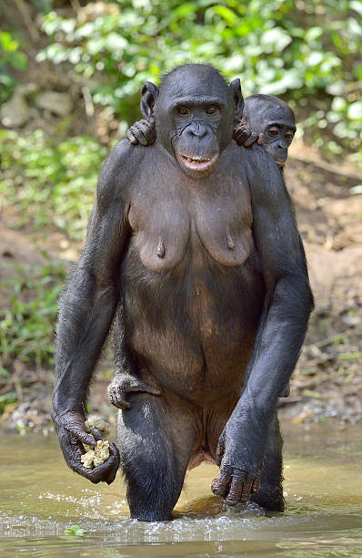 istock Bonobo standing on her legs in water with a cub 530992340