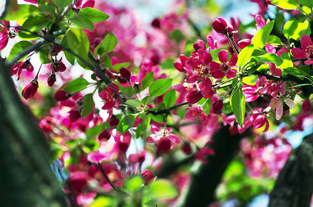 istock Beautiful Flower in spring. Natural background, soft focus. 530992712