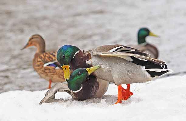 istock Two male ducks fighting in the snow 530993026
