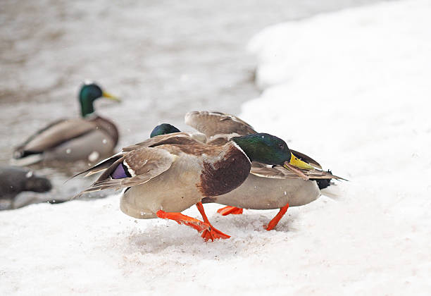 istock Two male ducks fighting in the snow 530993064