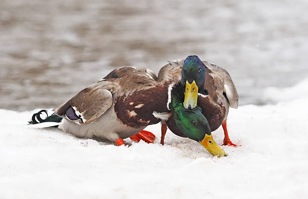 istock Two male ducks fighting in the snow 530993196