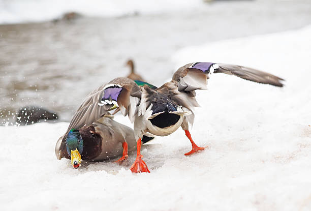 istock Two male ducks fighting in the snow 530993606