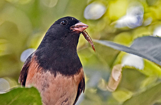 Macro adult Junco bird Macro photograph of an Adult Junco bird with food for fledging fledging stock pictures, royalty-free photos & images