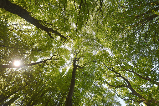 Looking up into the canopy of deciduous forest