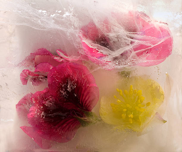 istock Frozen   flower of       aquilegia, geranium 530994609