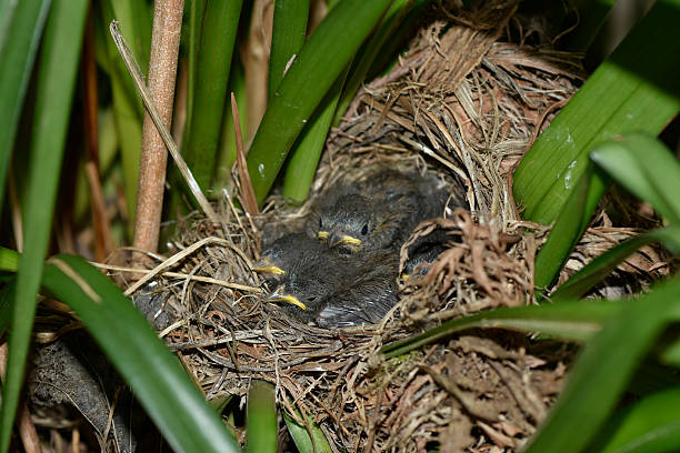 Junco Birds in nest Four fledgling Junco Birds in nest fledging stock pictures, royalty-free photos & images