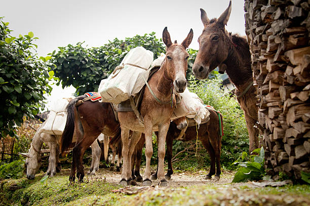 istock Pack mules in Ghandruk, Nepal, with heavy loads. 530996323