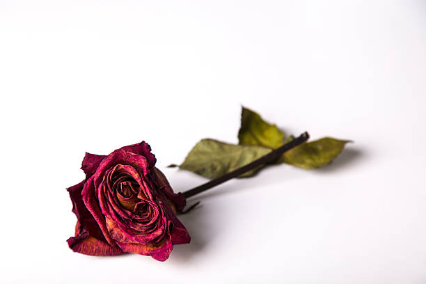 istock Red rose isolated on a white background 530996662