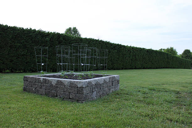 Planted, caged, watered… now grow! Newly transplanted tomato plants caged and watered in a raised garden made of stone. Copy space on right (or left with mirror). tomato cages stock pictures, royalty-free photos & images