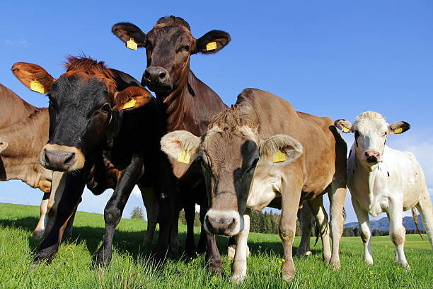 istock Young curious Brown Swiss and Simmental cows 530997266