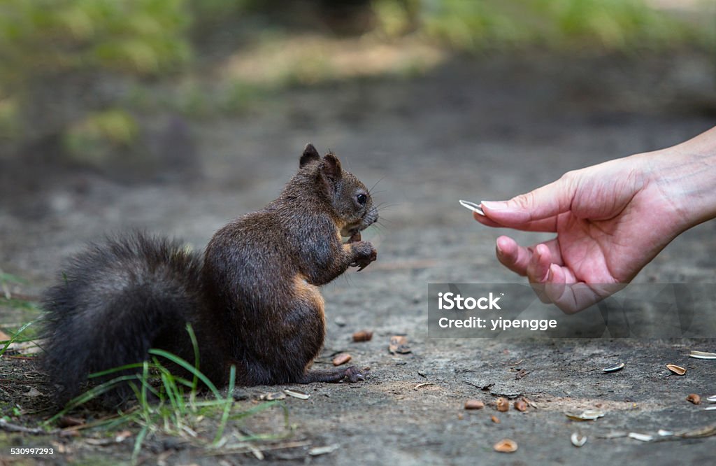 feeding nuts to squirrel 2015 Stock Photo