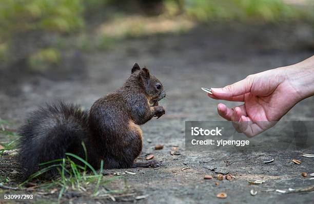 Feeding Nuts To Squirrel Stock Photo - Download Image Now - 2015, Animal, Animals In The Wild