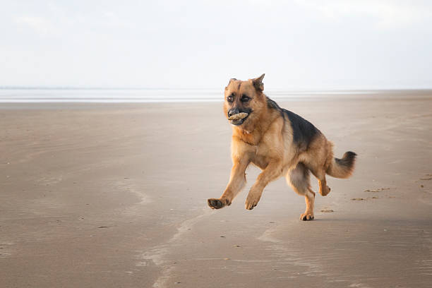 istock young dog running on beach 530997437