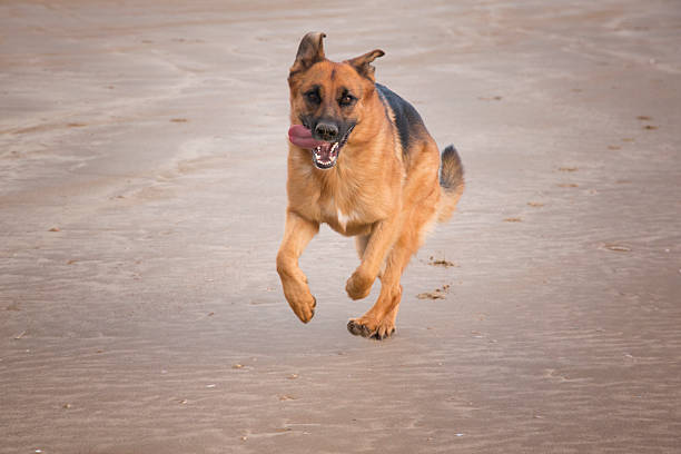 istock young dog running on beach 530997465
