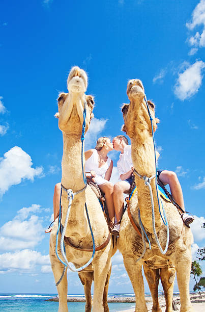 istock Groom and his bride riding camels on the beach 530997471