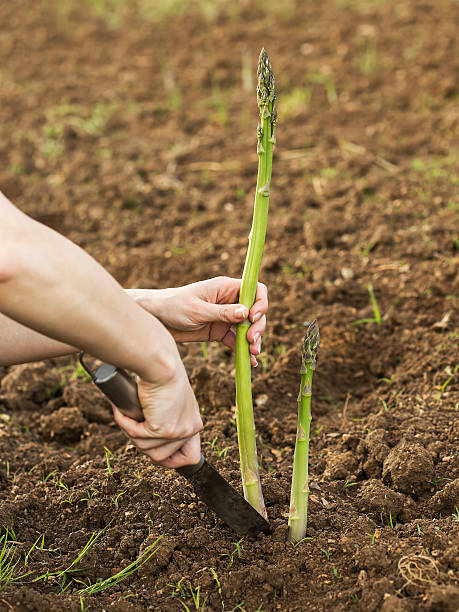 Healthy asparagus Picking up an asparagus with a knife. eating asparagus stock pictures, royalty-free photos & images