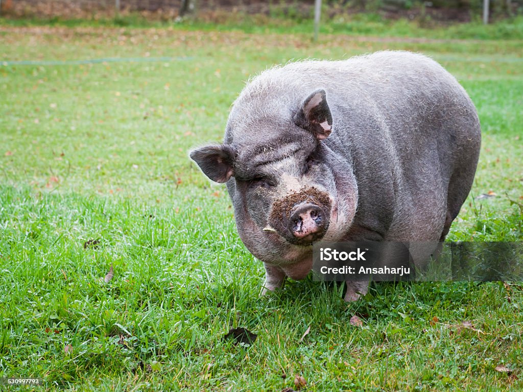 Vietnamese Pot-bellied Pig - Royalty-free Hangbuikzwijn Stockfoto