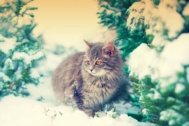 istock Cat walking in snow near fir tree 530998065