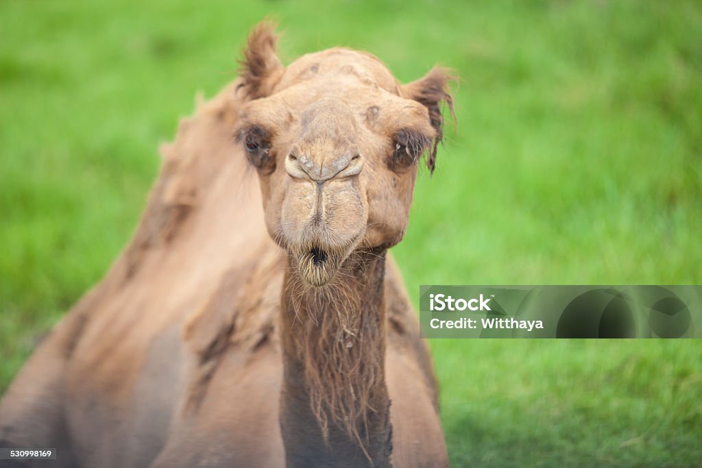 alone camel alone camel sitting in green grass 2015 Stock Photo