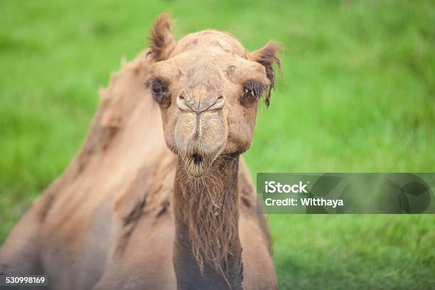 Alone Camel Stock Photo - Download Image Now - 2015, Adventure, Africa