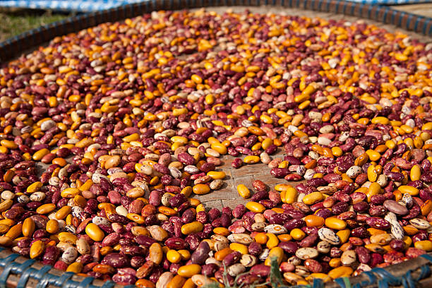 istock Beans drying in the sun. 530998487